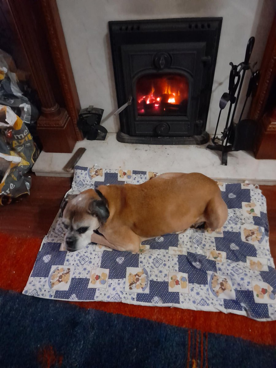 On Thursday my boy gained his wings. He had suffered a series of strokes and we knew the time had come for the final farewell.  He went to sleep, in front of his log burner with us both by his side giving him a cuddle and a kiss. Sleep well Max. Forever in my heart 🌈🐾🐾💜💔