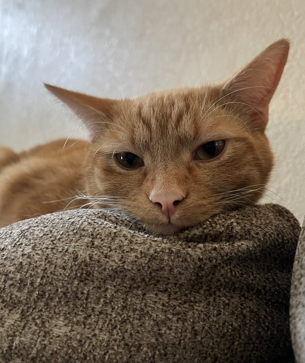 queen cookie tweet media