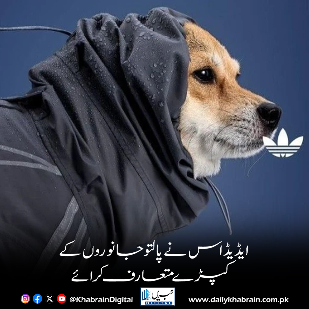 daily_khabrain's tweet photo. ایڈیڈاس نے پالتو جانوروں کے کپڑے متعارف کرائے
https://t.co/yW5vdXU0Us
Tap on the link to read full story 👆
#KhabrainDigital
#AdidasPets #StreetwearForPets #PetFashion #FurryStyle #StyleEverywhere #FashionTrend https://t.co/dLRj7MirY5