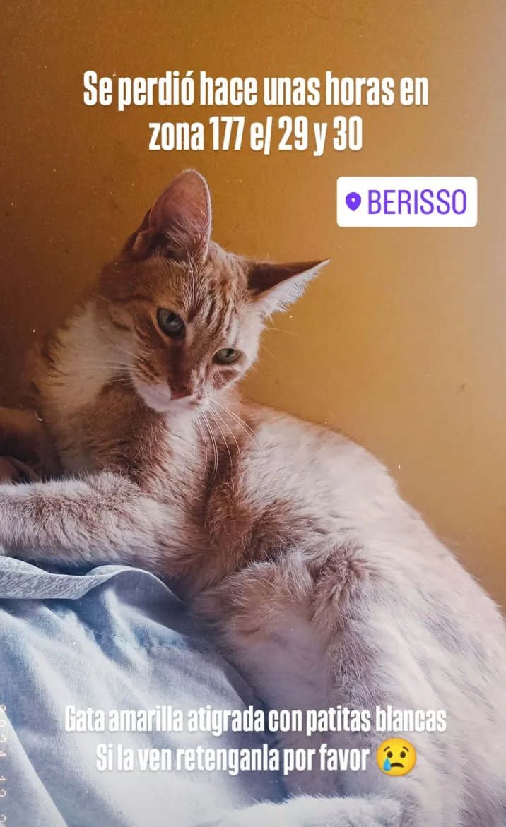 nosoyvalenduran's tweet photo. BUSCAMOS A MIMA
Se escapó el 5/10 a la tarde, es una gata de 12 años (parece más chiquita) amarilla atigrada, con patitas blancas. 
No es de salir a la calle así que debe estar muy asustada en alguna parte.

Zona 177 e/ 29 y 30 Berisso

Cualquier información al 2215059943 https://t.co/cFih4bvxQ5