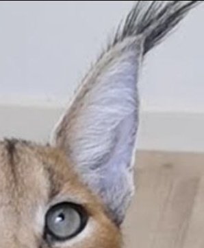 AnthroAesthetic 🔜TFF🔜 AC🔜Denfur? tweet media