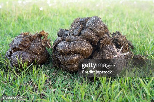 Rpbenjr54Paul's tweet image. Bitch boy show wrestling and tennis. Show fire arms pistol see Ohio State wiped your pussy ass out. I still have a grand waiting for you to bet this year. NO BALLS except the ones in your MOUTH. Heres your team LOGO