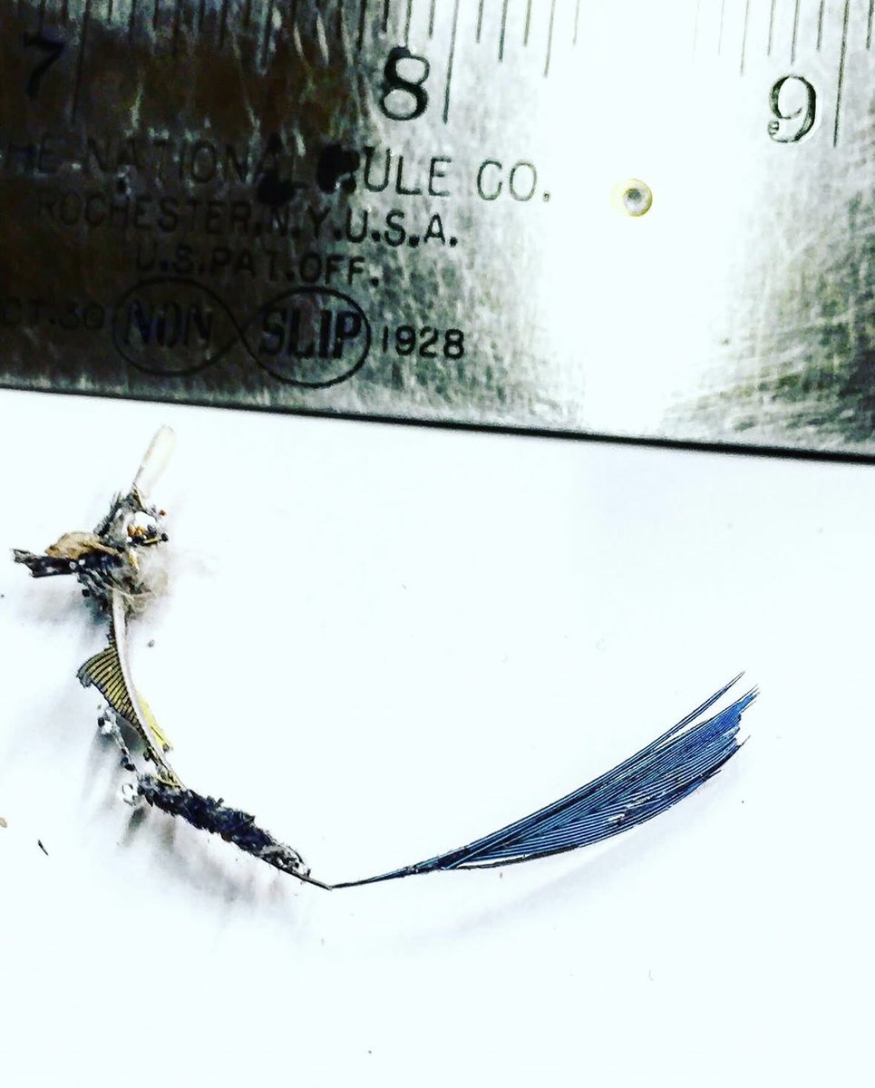 boneyardak's tweet image. I have to show this on occasion because people often ask what&apos;s the coolest thing we ever found at the Boneyard. Here it is. It&apos;s a dragon feather that was caught up inside a mammoth tusk that we have since carbon dated to around 42,000 years plus or minus 800.