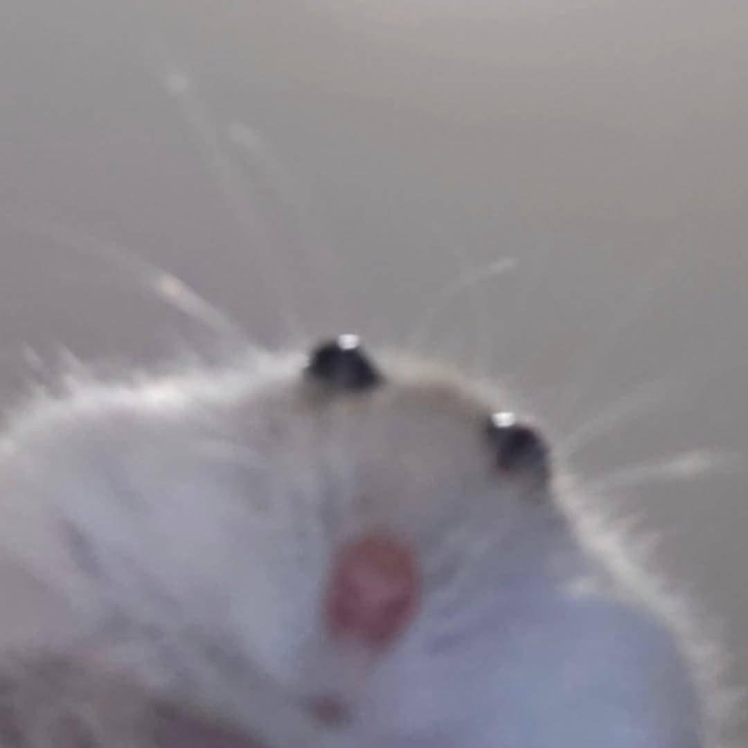 Peepeepoopoo 🌈 tweet media