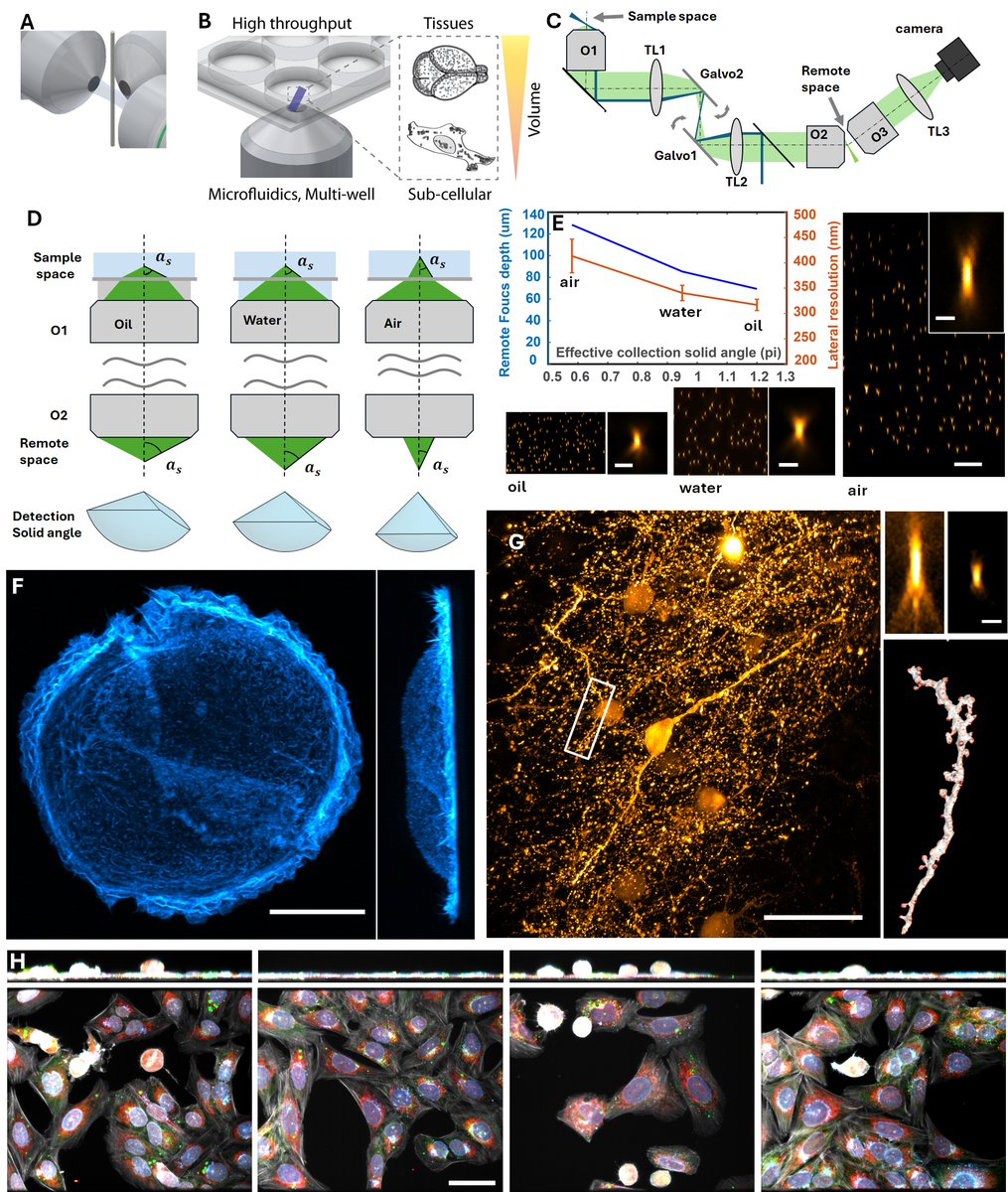 RetoPaul's tweet image. We present multi-immersion Oblique Plane microscope (miOPM), a light-sheet platform that can be adapted to a wide range of applications, from sensitive live cell imaging to imaging organs and cleared tissues. biorxiv.org/content/10.110…