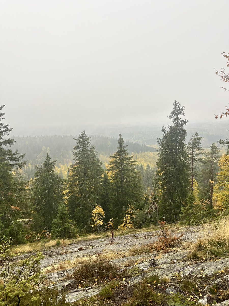 taija_myyra's tweet image. Akka Koli. #eräprinsessat #Koli #retkeily