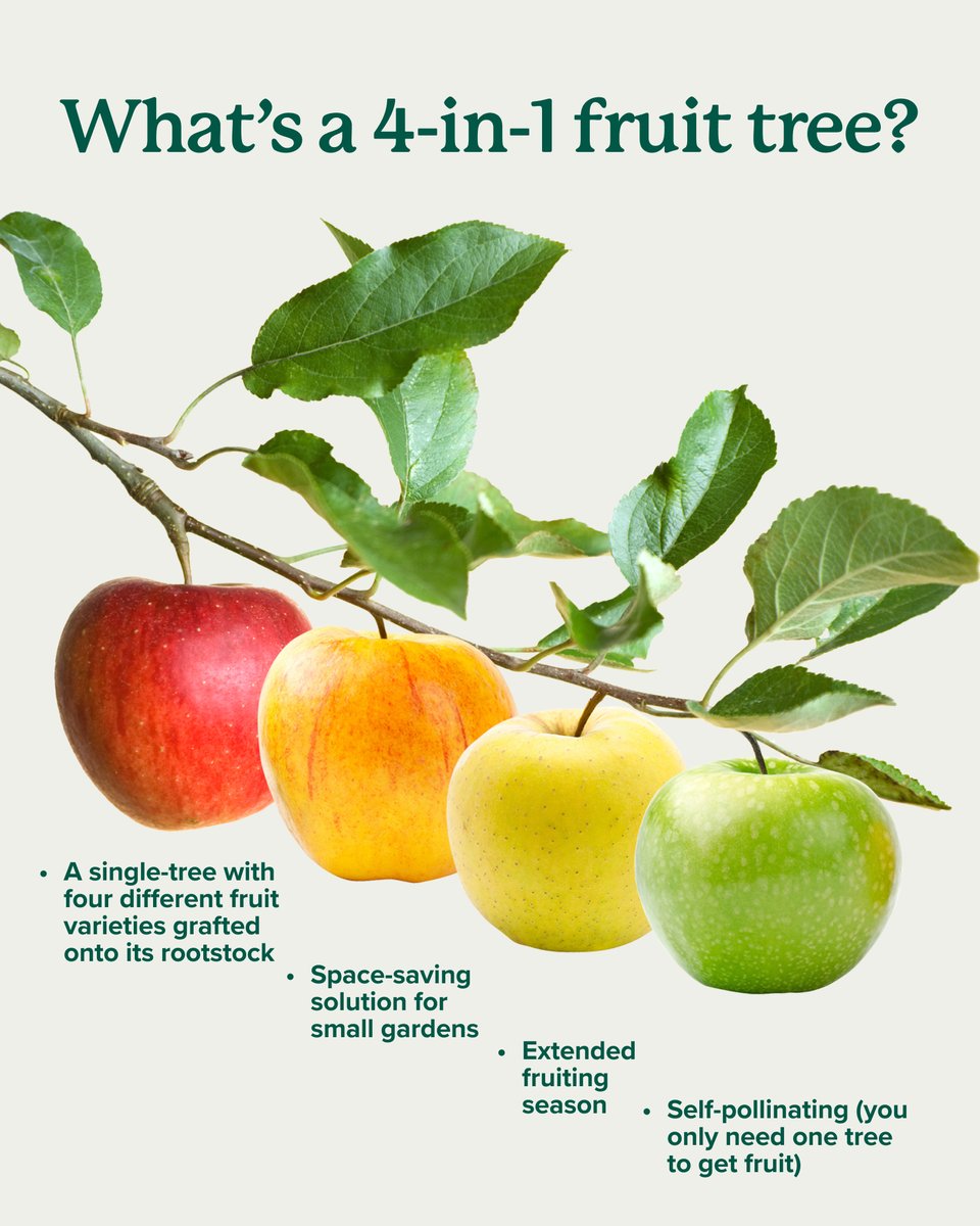 Want variety without taking up space? Our 4-in-1 fruit trees grow four different types of fruit on a single tree — perfect for small yards or anyone who loves a little bit of everything. 🍎🌿

Shop now → bit.ly/4q2BS04 🍎🌳📦

#Gardening