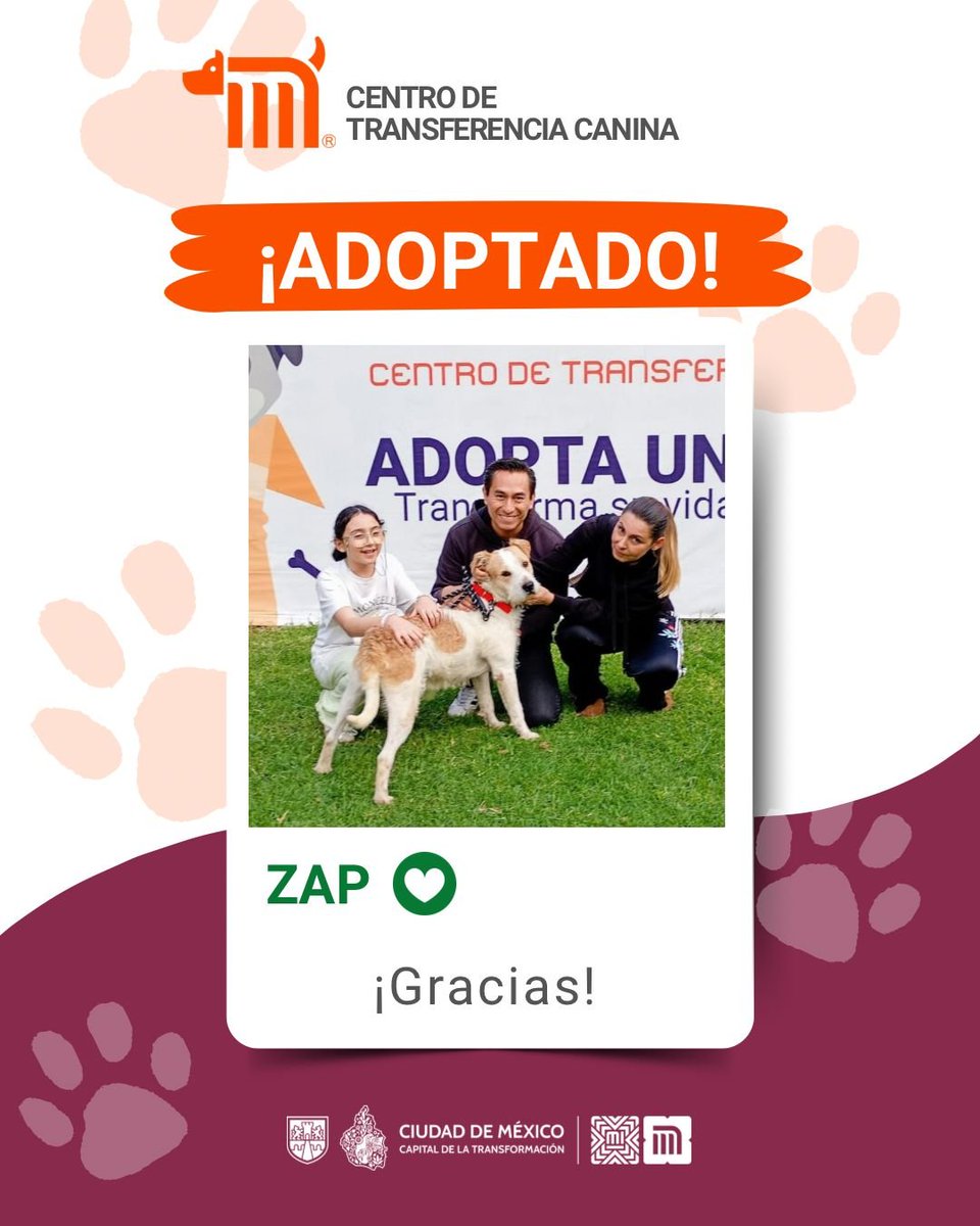 🥳🐶¡Alegría total! Zap ha sido adoptado y ahora vivirá rodeado de cariños; junto a la familia Zarate Pérez para crear grandes historias de amor y felicidad 🐾🏡🤍 #AdoptaMetro #AUnMetroDeSuHogar