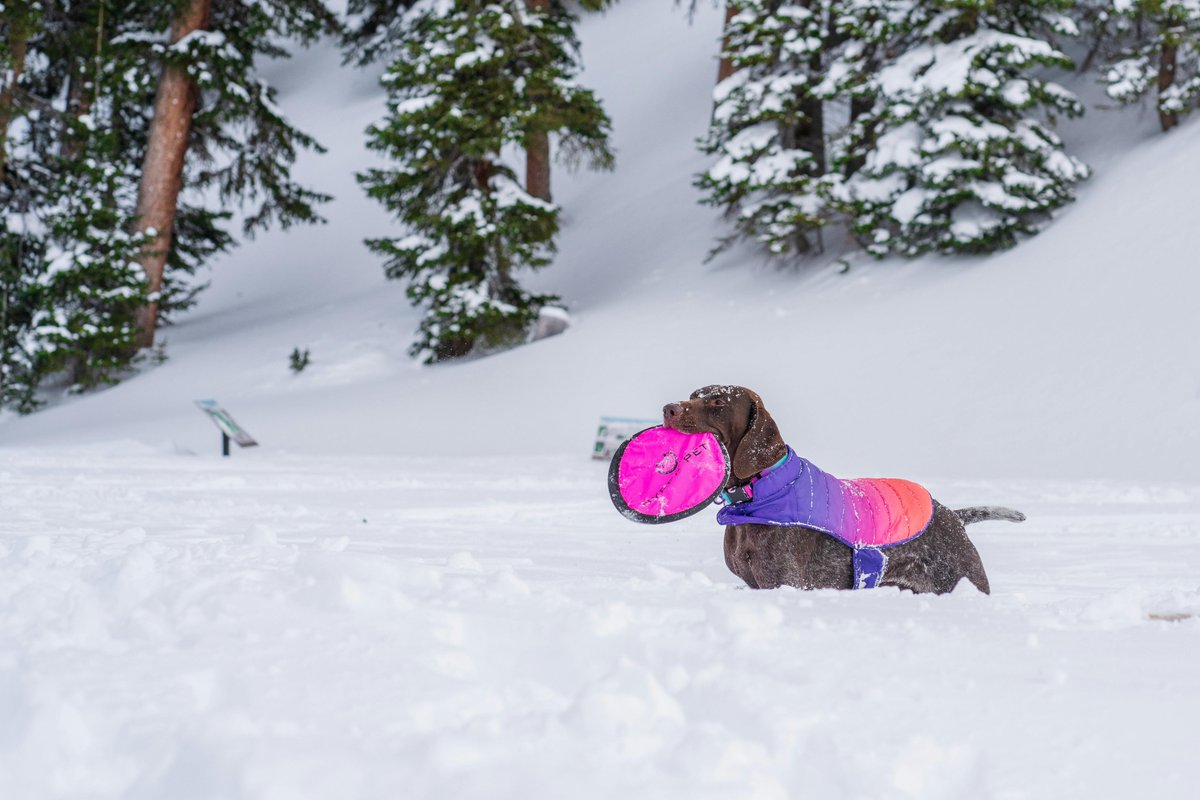 kninepets's tweet image. Choose a great toy 🎾, keep the fun going strong 🐕💨, and make safety part of every game for a happy, healthy pup 🐾❤️

kninepets.com

#FetchFun #DogPlaytime #HappyPup #Zoomies #DogToys #PlayAllDay #SafePlay #ActiveDogs #HealthyDogs #PetAdventure