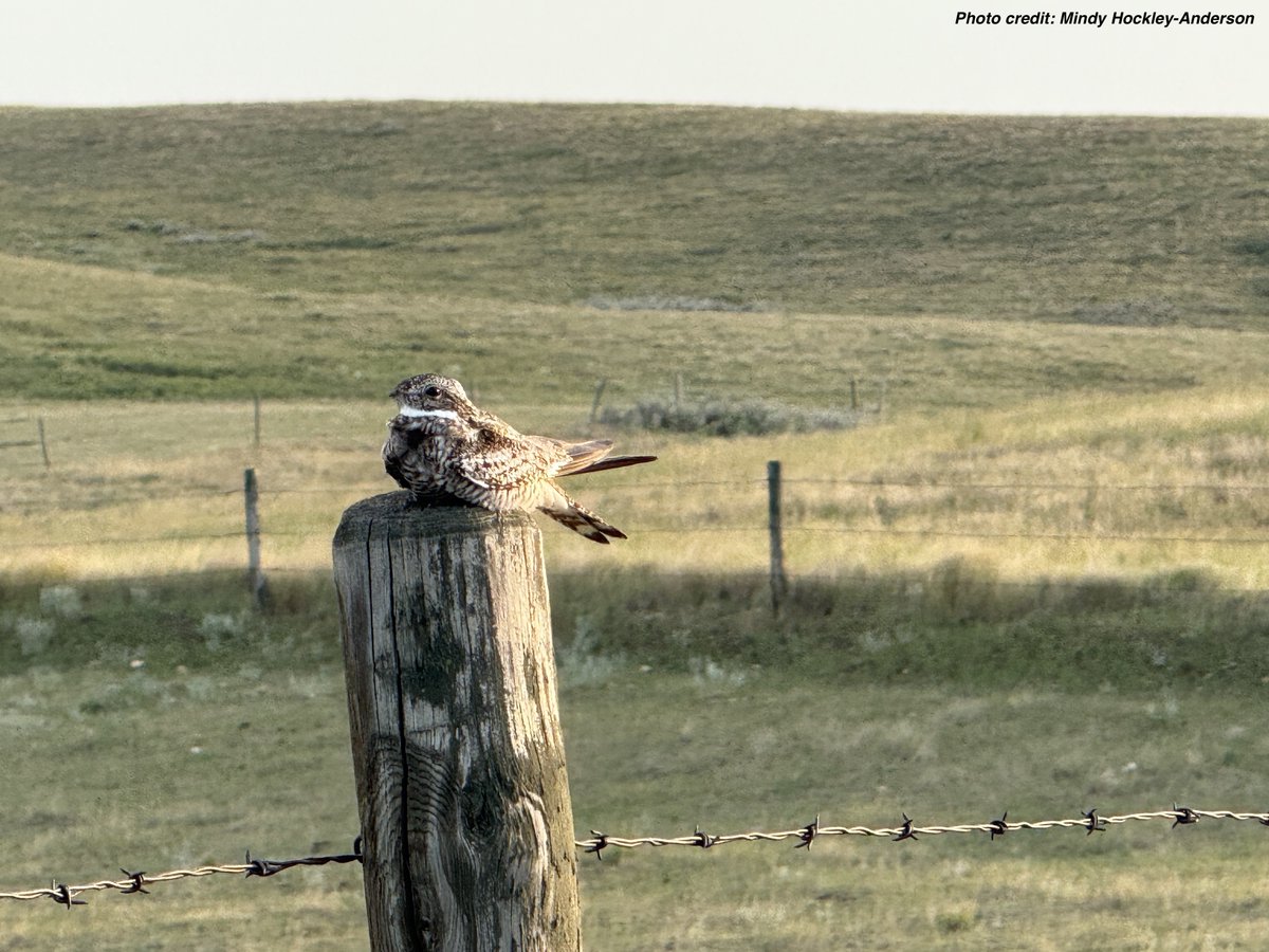 Biodiversity is brewing on SK's native grasslands!
DYK that grassland birds are bioindicators of healthy &amp; functional ecosystems? They're very sensitive to environmental changes so their absence or presence on grasslands is one way to measure the overall health of grasslands!