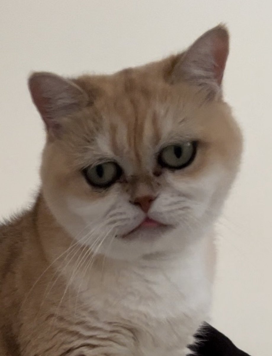 mimybug's tweet image. blepping on momb