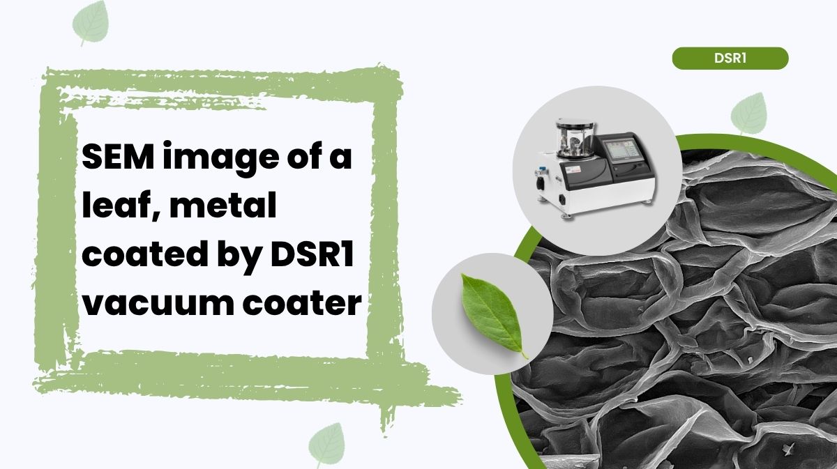 Vac_Coat's tweet image. 🌱 Stunning SEM image of a leaf metal-coated with the Vac Coat DSR1.
The ultra-thin coating improves conductivity & delivers crisp, high-contrast microstructural details.
vaccoat.com/sem-coater/
#VacCoat #DSR1 #ElectronMicroscopy