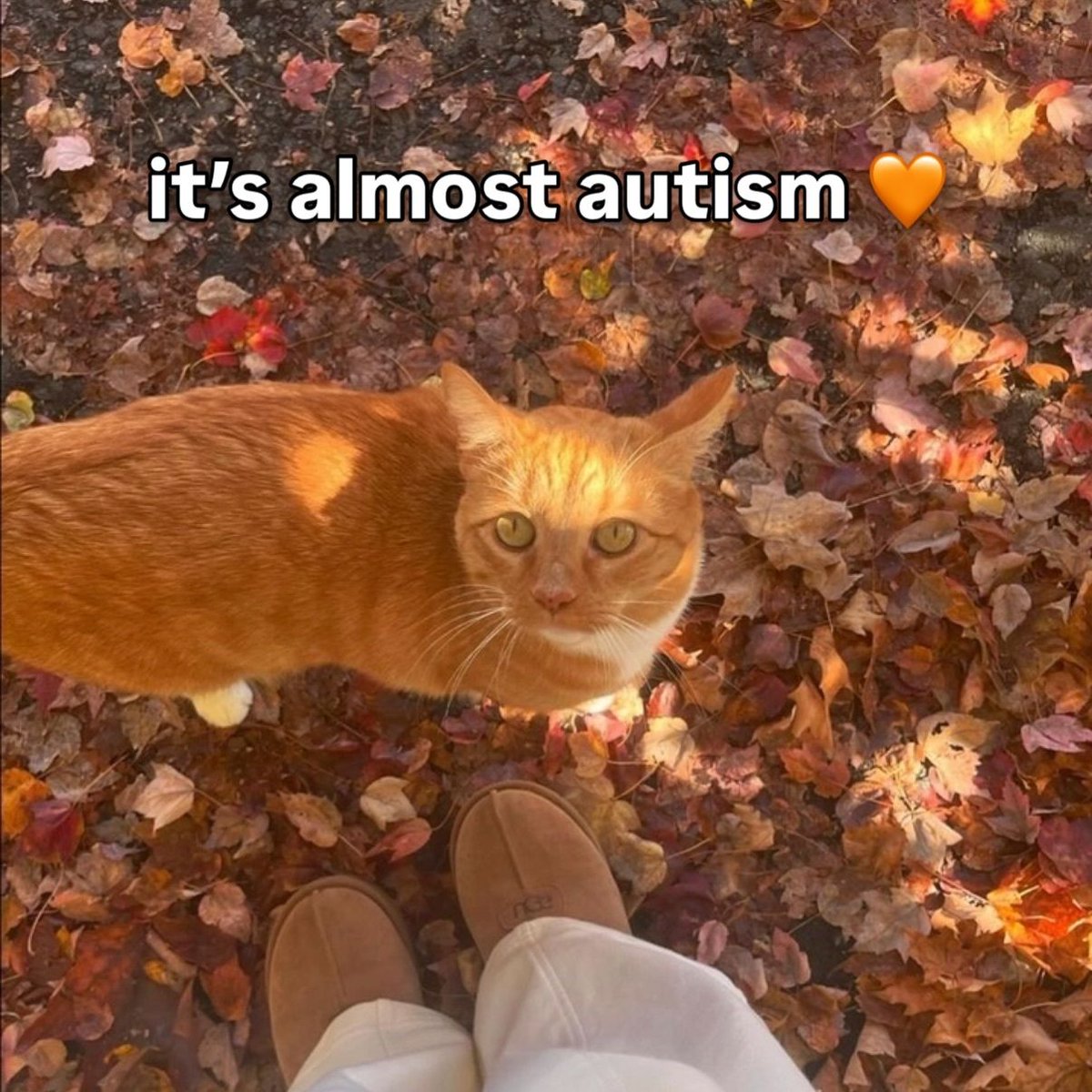 Humorous meme featuring a cat on autumn leaves with overlaid text 'it's almost autism' and an orange heart emoji