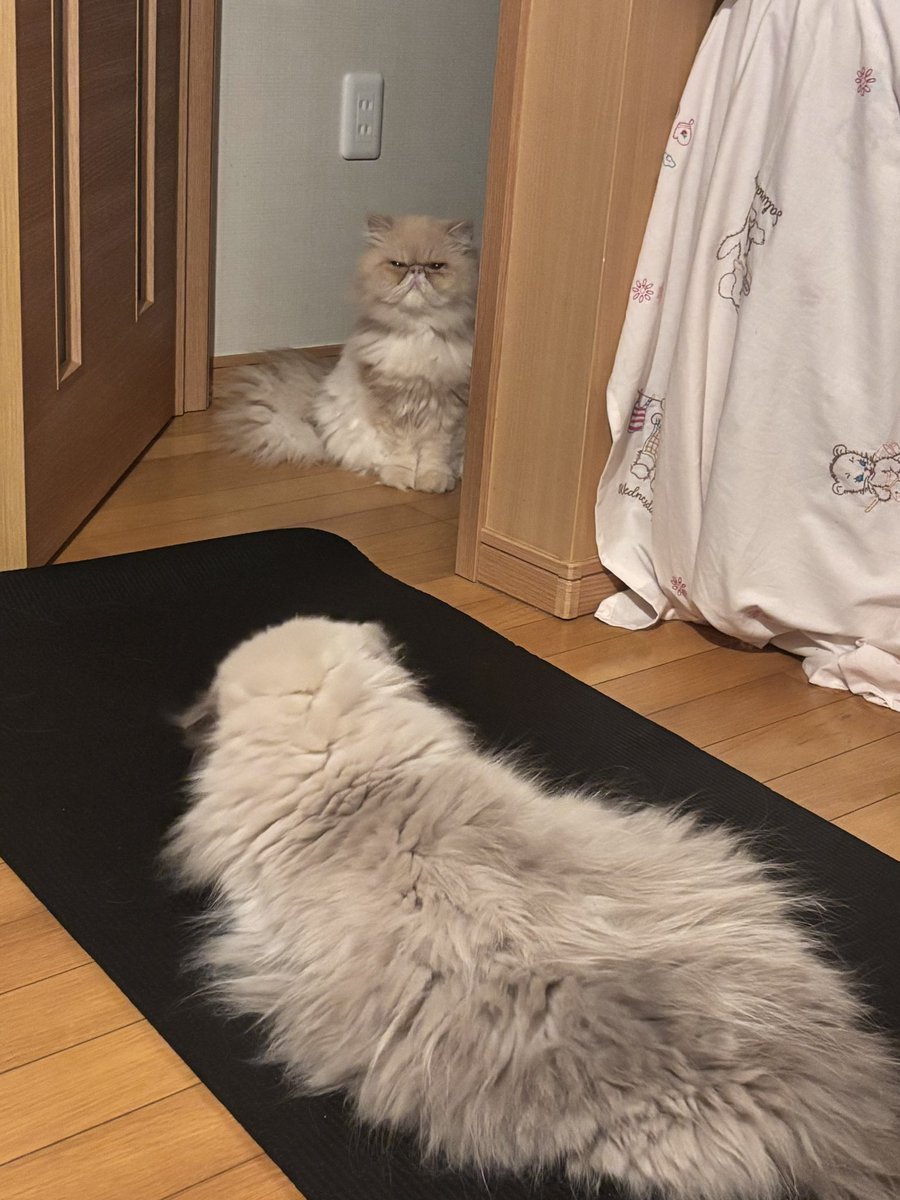 moukitten's tweet image. 飼い主が久々に出してきたマットに
打ち上げられたあざらし🦭と
それを冷ややかに見るむうさま👀ｼﾞｰ
