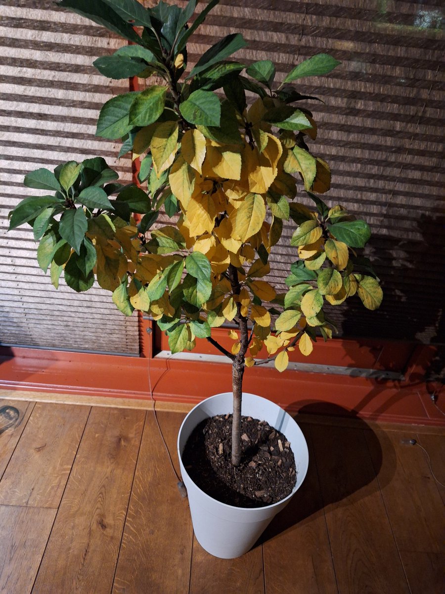 Kees Koelewijn tweet media