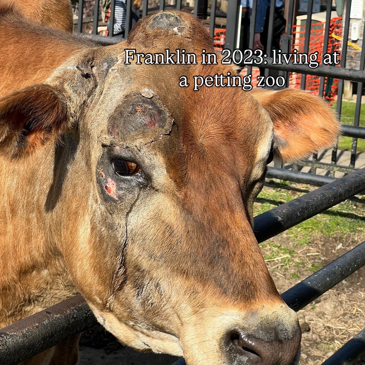 WoodstockFarm's tweet photo. Recent arrivals Franklin and Ruthie are doing well! They are enjoying the fall weather this week. It's SO nice to have them here and makes us feel very thankful and emotional. We have known Franklin for years and it feels so great to see him in the pasture with his friend.
1/10 https://t.co/sDZ3Fm3D44