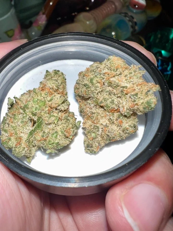 MPlug407's tweet image. GMO x Fortune Cookies 
#kissimmee #Florida