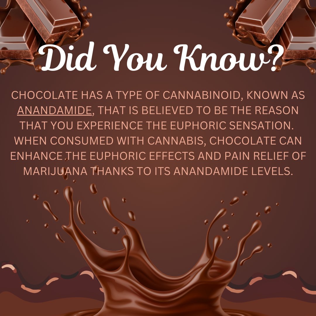 thcmed's tweet image. Chocolate has a type of cannabinoid (Anandamide) that is believed to be the reason that you experience the euphoric sensation when consumed with cannabis. #medicalmonday #facts #weedknowledge #chocolate #euphoric #anandamide #cannabis #thc #thcmed #trichomehealthconsultants