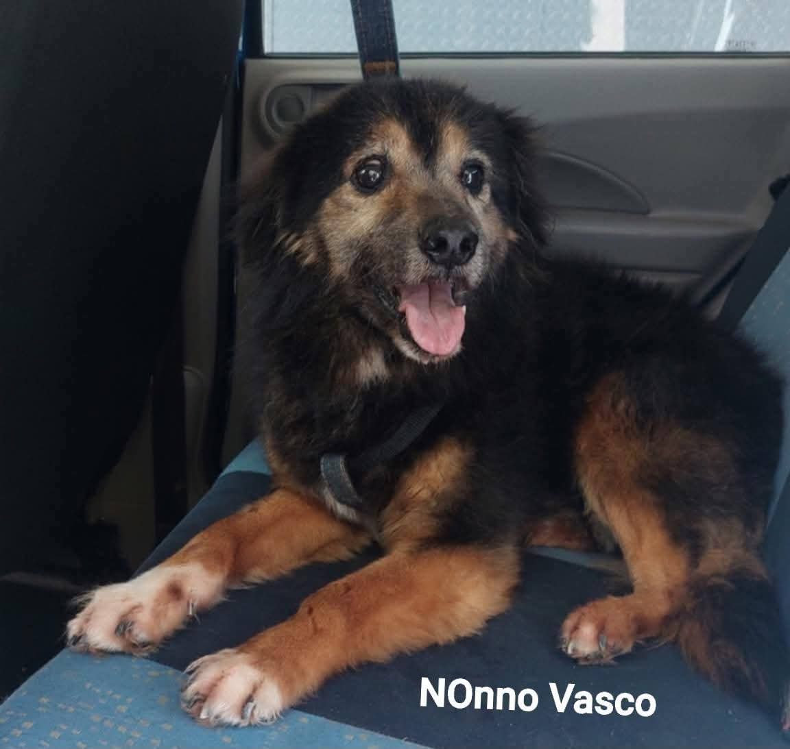 FiorellaArcodi1's tweet photo. BUTTATO VIA PERCHÉ ANZIANO 🥺

È stato  tradito  e ABBANDONATO alla veneranda età di 16 ANNI.
COME CA@@ SI FA. 
LA GENTE FA SCHIFO. Prendono I cani e appena INVECCHIANO LI BUTTANO VIA COME OGGETTI ROTTI.
GODE DI BUONA SALUTE.
Taglia medio piccola. Dolcissimo. Quegli occhioni sono meravigliosi. Vuole solo essere amato e coccolato.

AIUTIAMO NONNO VASCO AD AVERE IL SUO AMORE ETERNO.
Si trova a Catania  ( Sicilia) 
Per info e adozione  3451676270

Condividete per NONNO Vasco. 🙏🙏🙏