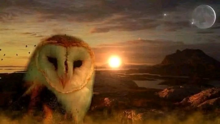 BOHEMIAN GROVE tweet media