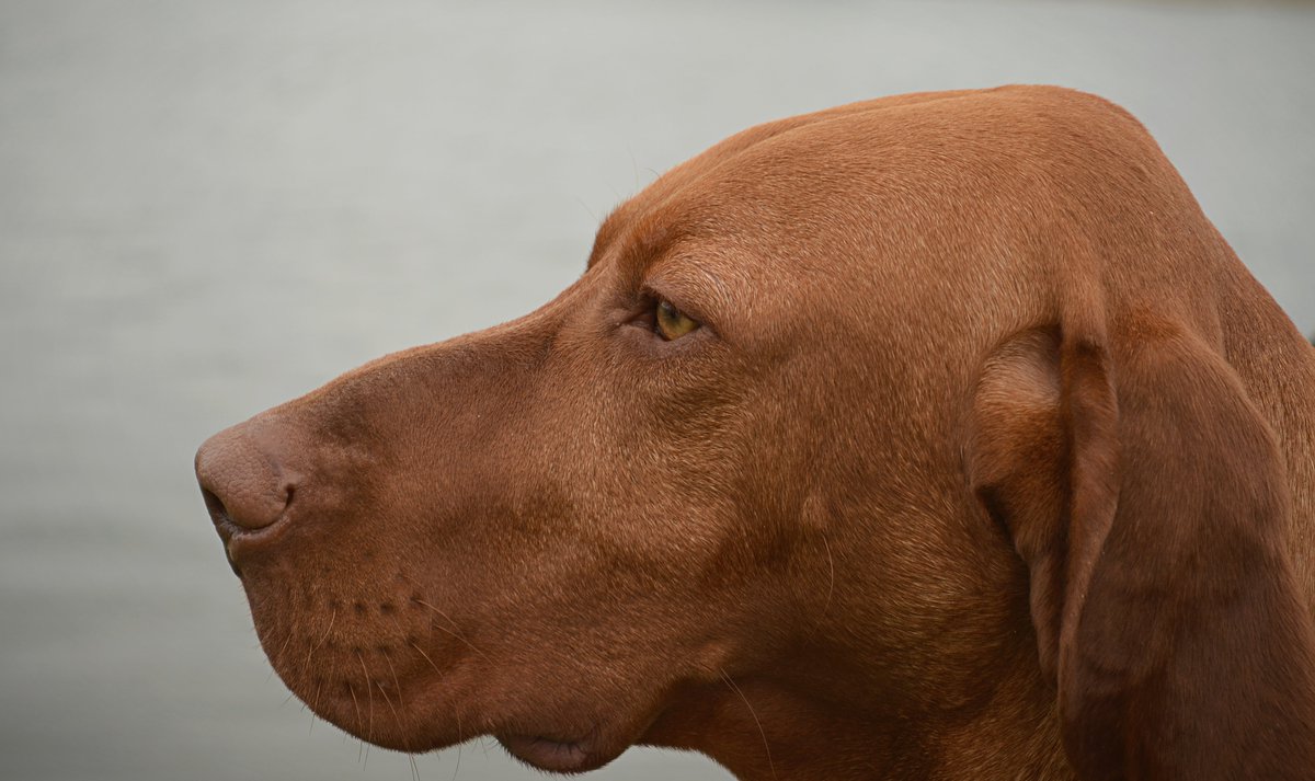 Korak i Put (@photo_stra52945) on Twitter photo 