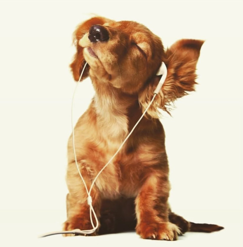 CEO of sexy beats (@babybova) on Twitter photo 