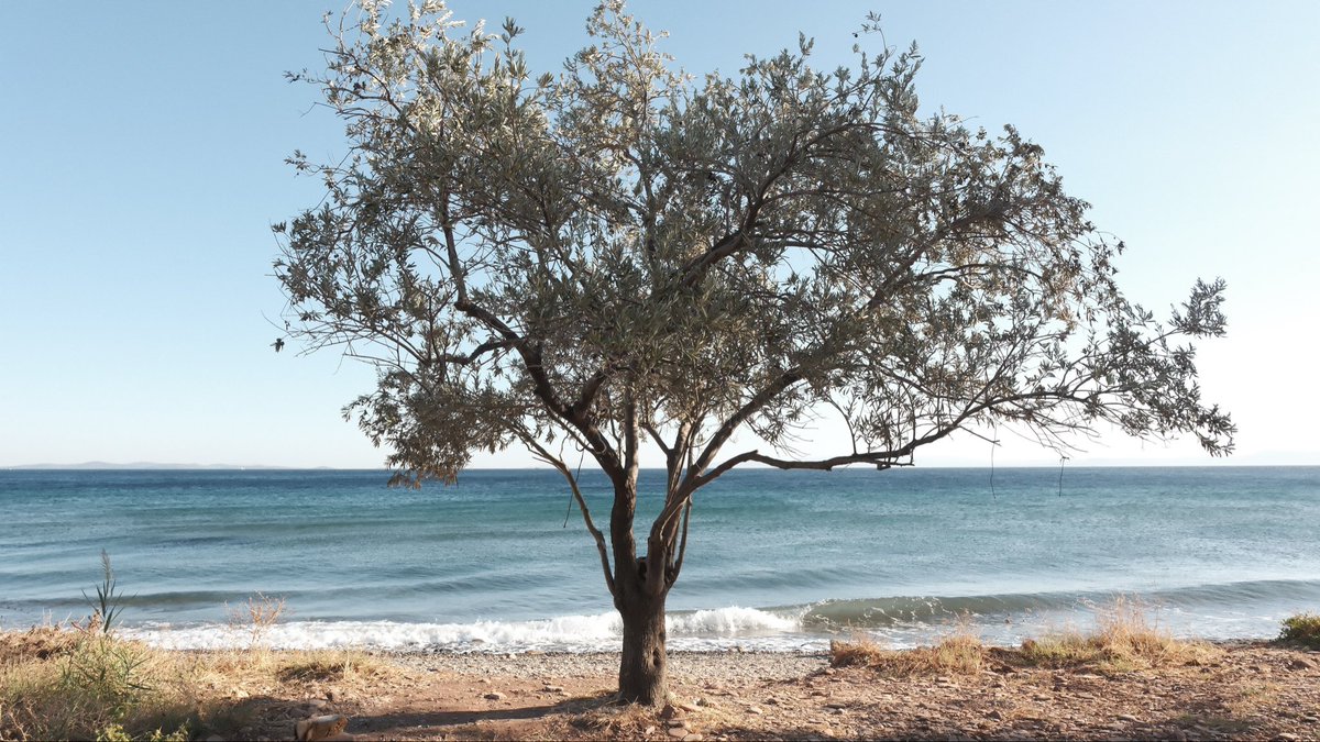 Sırtını denize yaslamış gibiydi ve yalnızdı zeytin ağacı. 

Assos