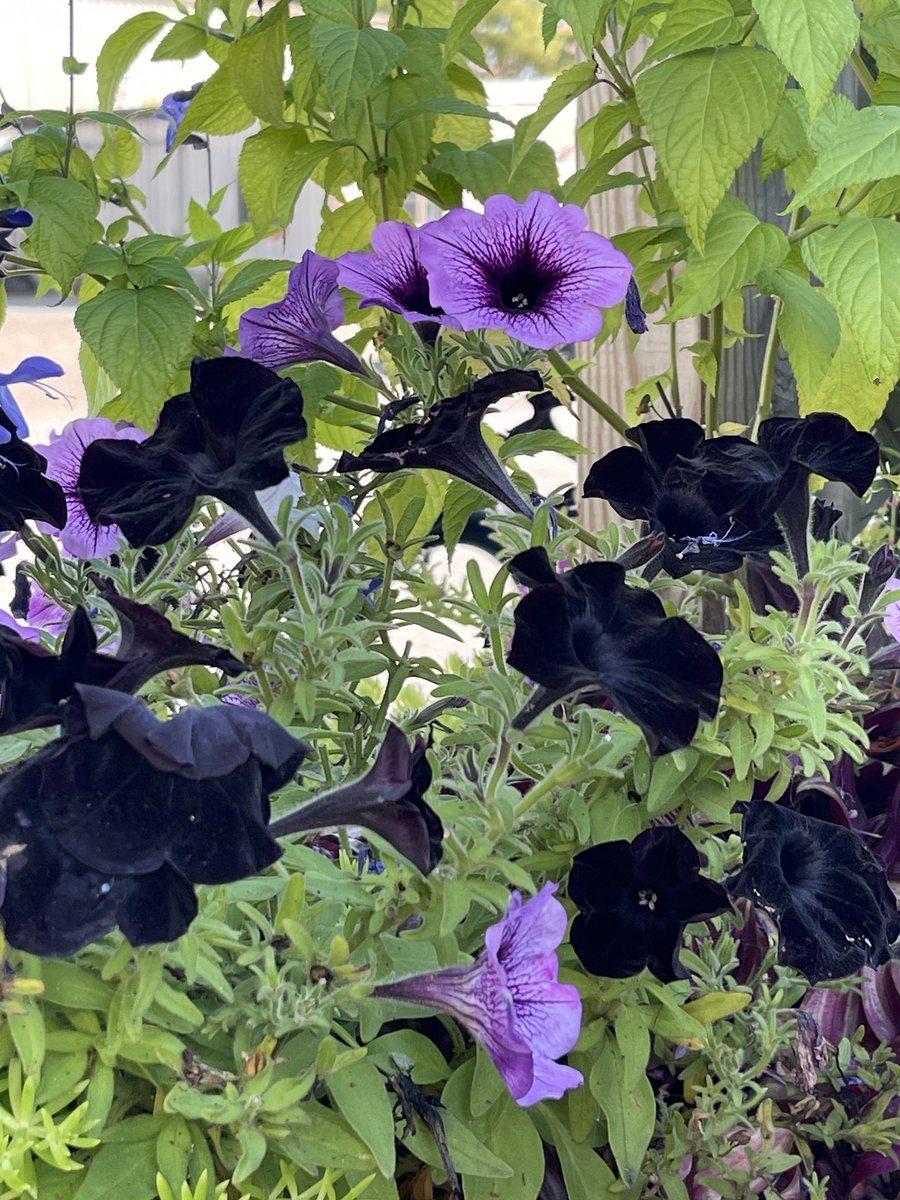 EuphonyMachine's tweet photo. black petunias are so cool https://t.co/HDjcetoEMm