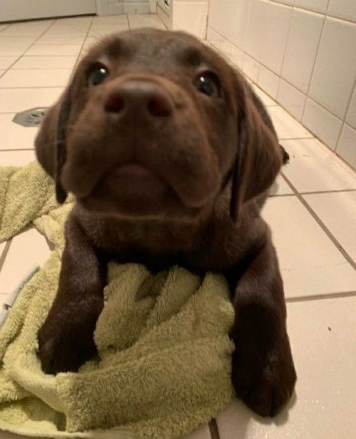 Puppieslover's tweet image. Cutie needs a chocolatey name