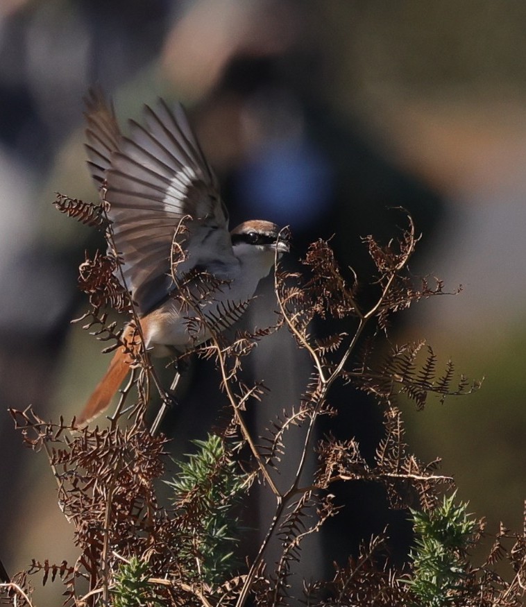 One of the highlights of my birding year was watching this stunning Turkestan Shrike today as it flew around catching dragonflies and other tasty grubs to eat. <a href="/nationaltrust/">National Trust</a> <a href="/DunwichHeath/">Dunwich Heath</a> <a href="/RSPBEngland/">RSPB England</a> <a href="/Natures_Voice/">RSPB</a> <a href="/WildlifeMag/">BBC Wildlife</a> <a href="/BTO_Suffolk/">BTO Suffolk</a> <a href="/suffolkwildlife/">SuffolkWildlifeTrust</a>