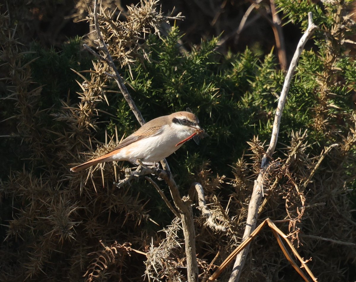The Turkestan Shrike - what a beauty. <a href="/Natures_Voice/">RSPB</a> <a href="/RSPBEngland/">RSPB England</a> <a href="/nationaltrust/">National Trust</a> <a href="/DunwichHeath/">Dunwich Heath</a> <a href="/WildlifeMag/">BBC Wildlife</a> <a href="/BTO_Suffolk/">BTO Suffolk</a> <a href="/suffolkwildlife/">SuffolkWildlifeTrust</a>