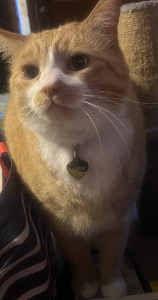 Today’s kitty picture 
Pickle &lt;3
My rotund lil guy