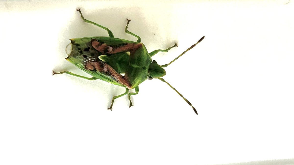 Juniper shieldbug in our garden today.