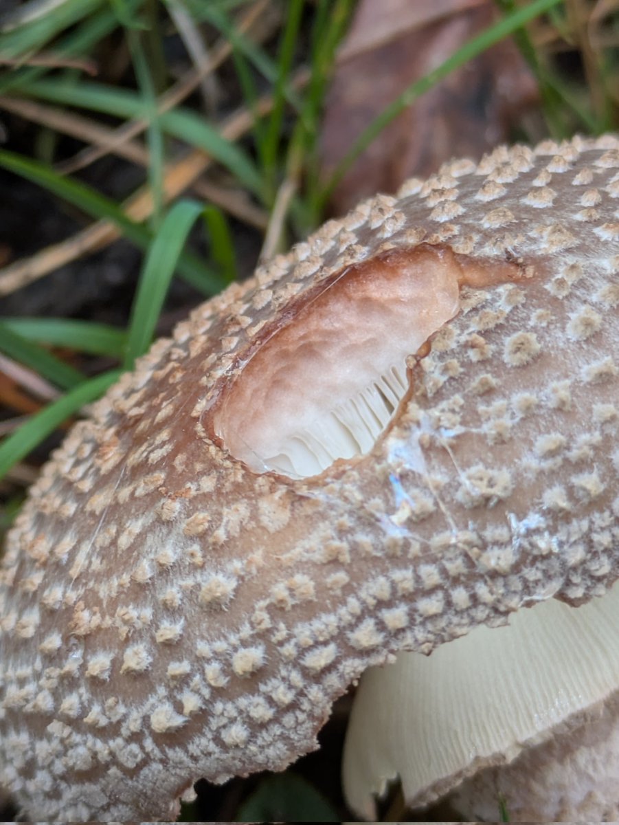 #MushroomMonday The Blusher (Amanita rubescens) found in the Trough of Bowland.