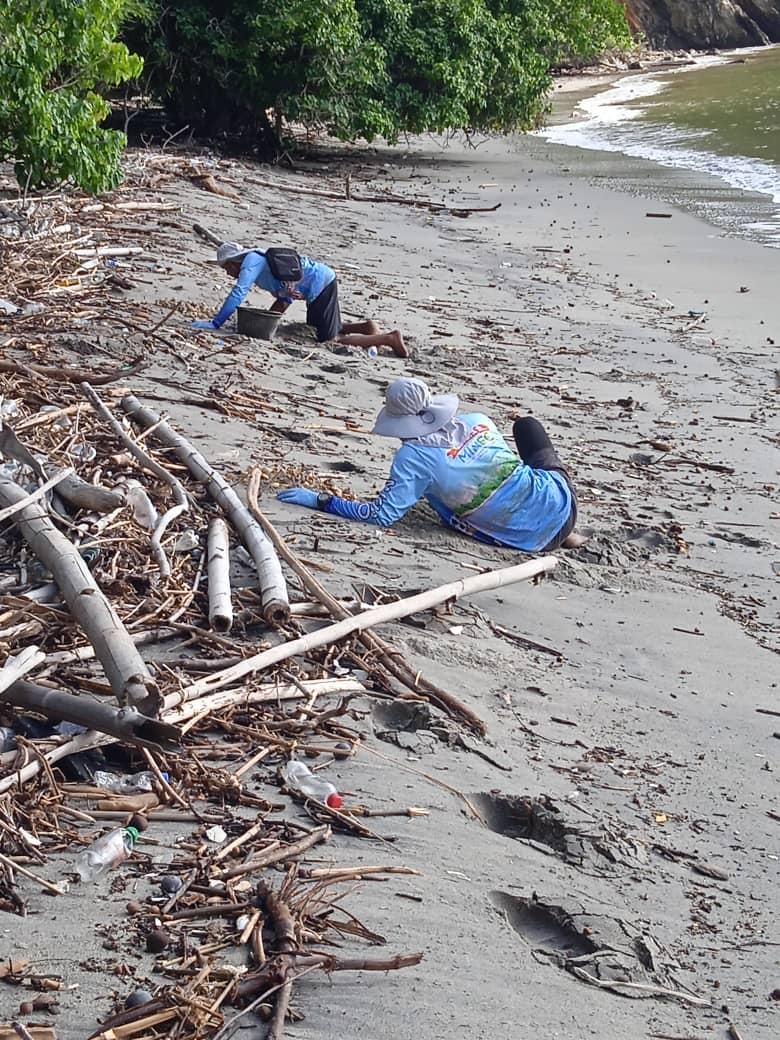 Cualoptimista's tweet image. Sea turtle team in the gulf of Paria,  Venezuela. Today released 866 hawksbill newborns. Reaching 8500 hatchlings in this season 2025. @provita_ong @SEEturtles #minec @FUDENA @rioverdeoficial