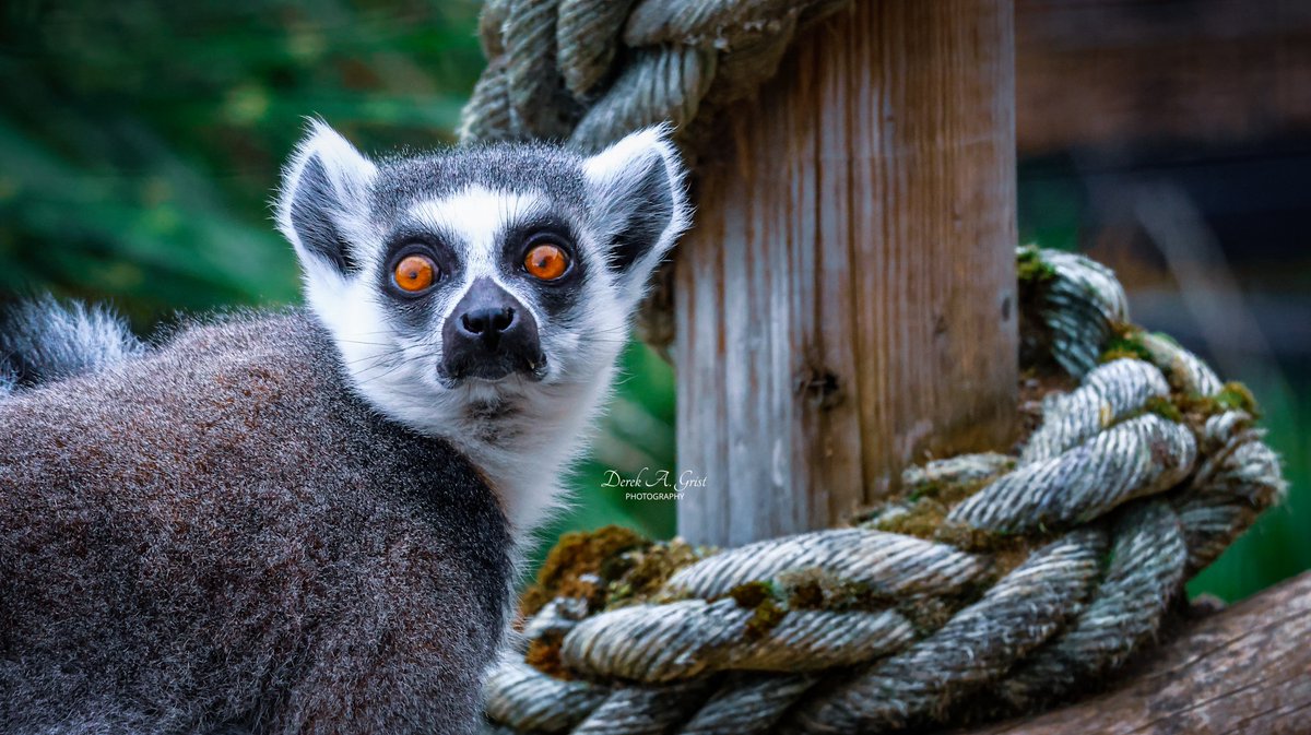 DerekAGrist tweet media