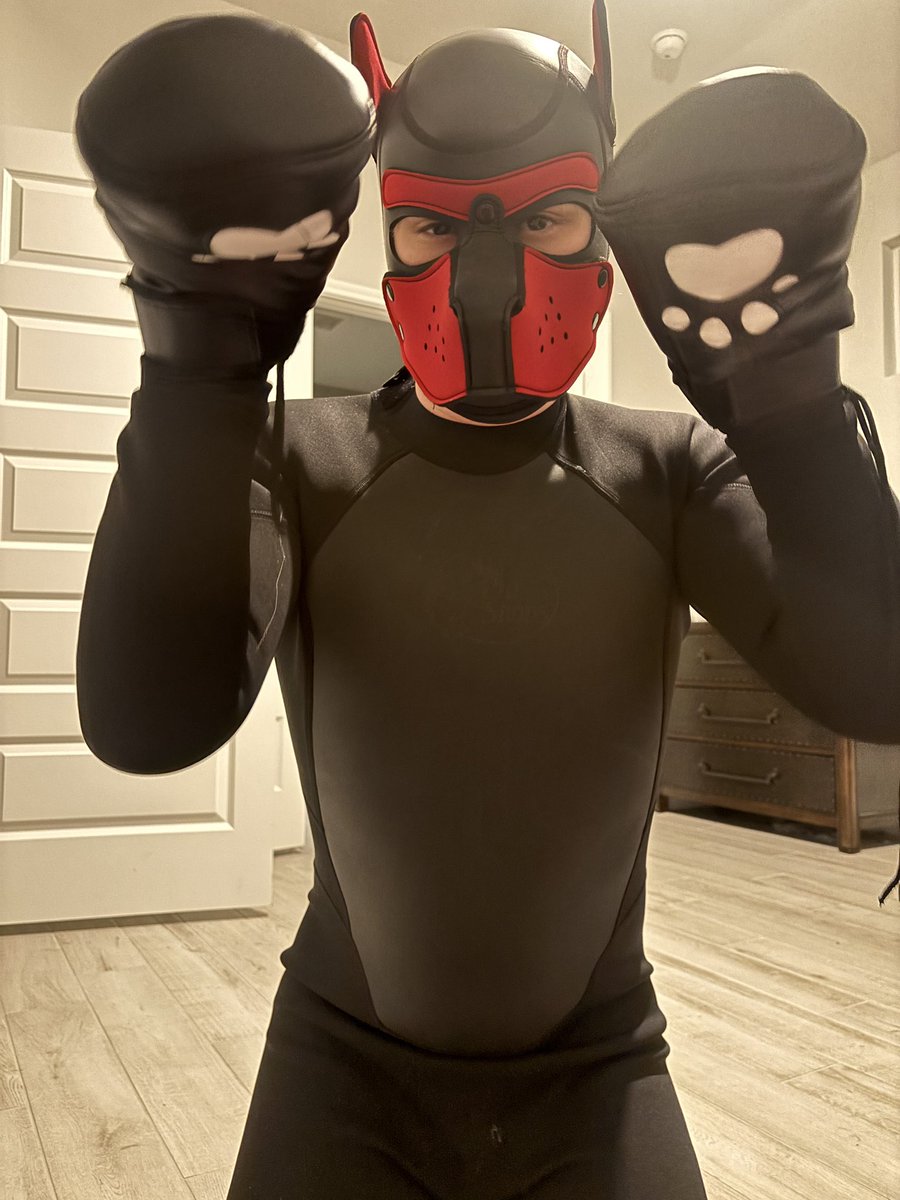 LatexMini's tweet image. Good pups pose for their owners. My adorable pet.