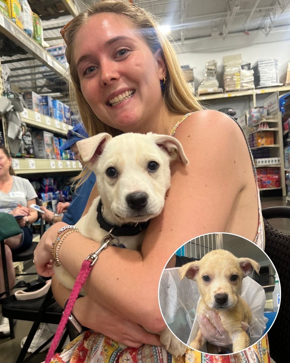 15outof10's tweet image. This is Penny, Poppy, Perry, and Patrick. At just six weeks old, all four of them were diagnosed with parvovirus. With your help, we completely covered their emergency care and lengthy hospital stay. We&apos;re thrilled to share that all 4 have now been adopted ❤️‍🩹