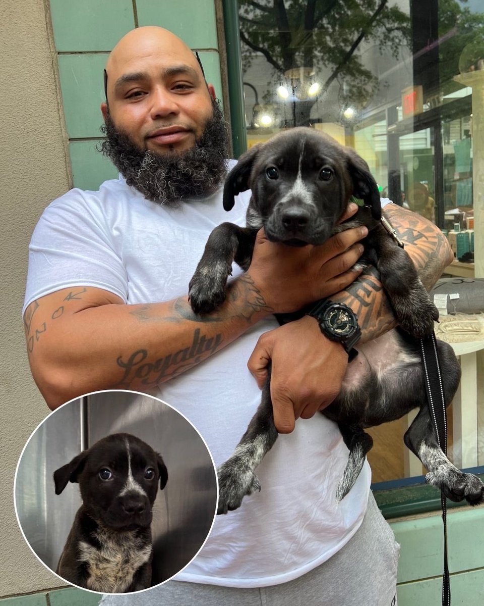 15outof10's tweet image. This is Penny, Poppy, Perry, and Patrick. At just six weeks old, all four of them were diagnosed with parvovirus. With your help, we completely covered their emergency care and lengthy hospital stay. We&apos;re thrilled to share that all 4 have now been adopted ❤️‍🩹