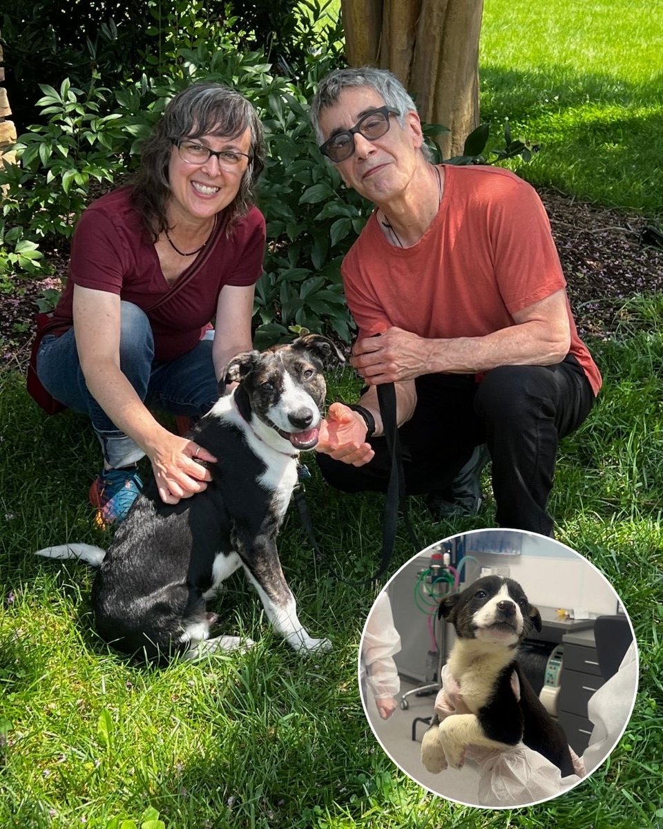 15outof10's tweet image. This is Penny, Poppy, Perry, and Patrick. At just six weeks old, all four of them were diagnosed with parvovirus. With your help, we completely covered their emergency care and lengthy hospital stay. We&apos;re thrilled to share that all 4 have now been adopted ❤️‍🩹