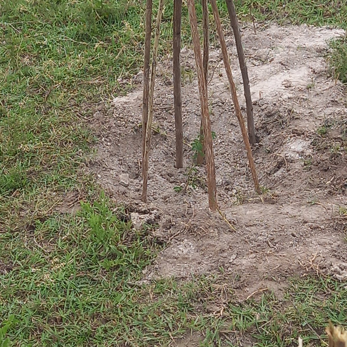Planted some trees today as part of wildlife conservation #WildlifeWeek2025