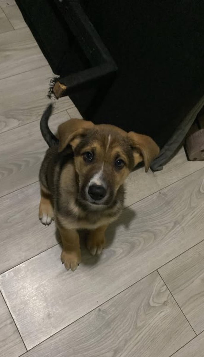 Amigos estoy tratando que la persona me pase a Lunita… todo ha sido muy complicado…que no la  puede venir a dejar , que esto y lo otro …🥹🥹🥹tengan paciencia y más tarde les cuento ,crean que esto me tiene muy preocupada y estresada! Pero vamos que se puede!RT