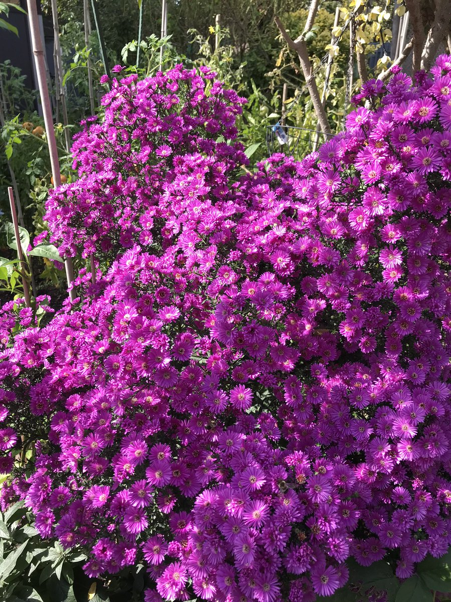 #MagentaMonday 
And it’s Monday! Last beautiful day here, rain and cold is coming. So here is pictures of today.