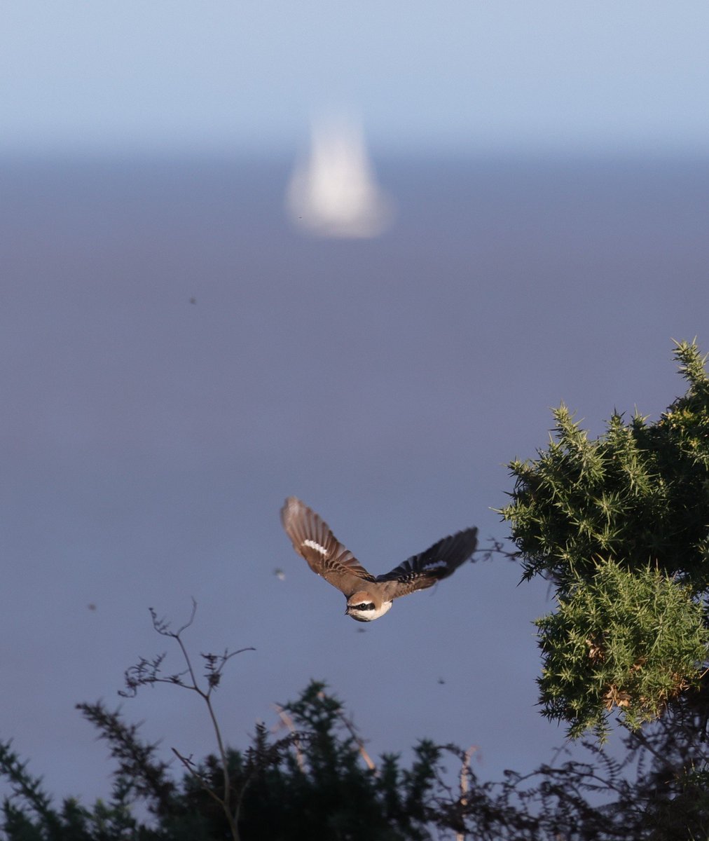 Turkestan Shrike surrounded by tasty flies. @dunwichheath <a href="/RSPBEngland/">RSPB England</a> <a href="/Natures_Voice/">RSPB</a> <a href="/WildlifeMag/">BBC Wildlife</a> <a href="/BTO_Suffolk/">BTO Suffolk</a> <a href="/suffolkwildlife/">SuffolkWildlifeTrust</a>