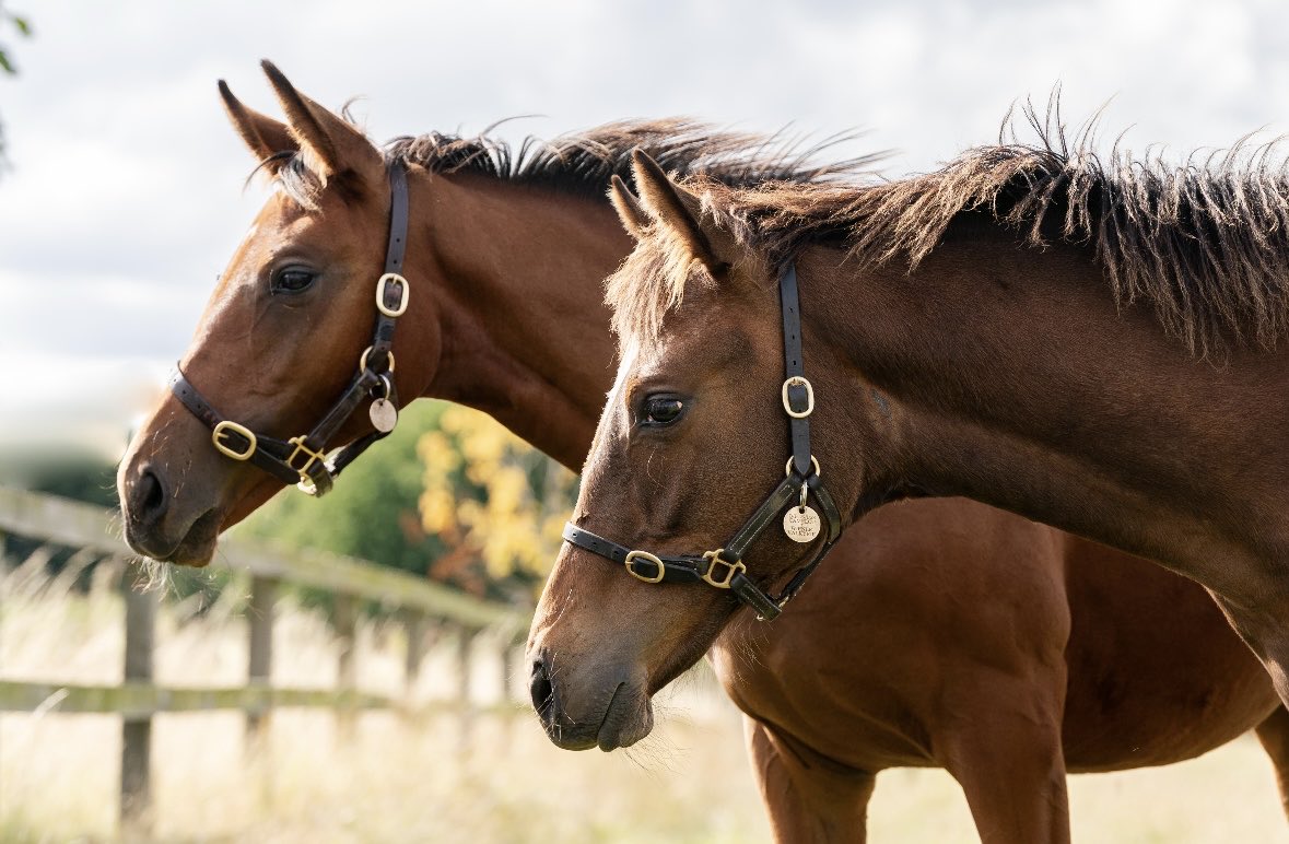 Car Colston Hall Stud tweet media