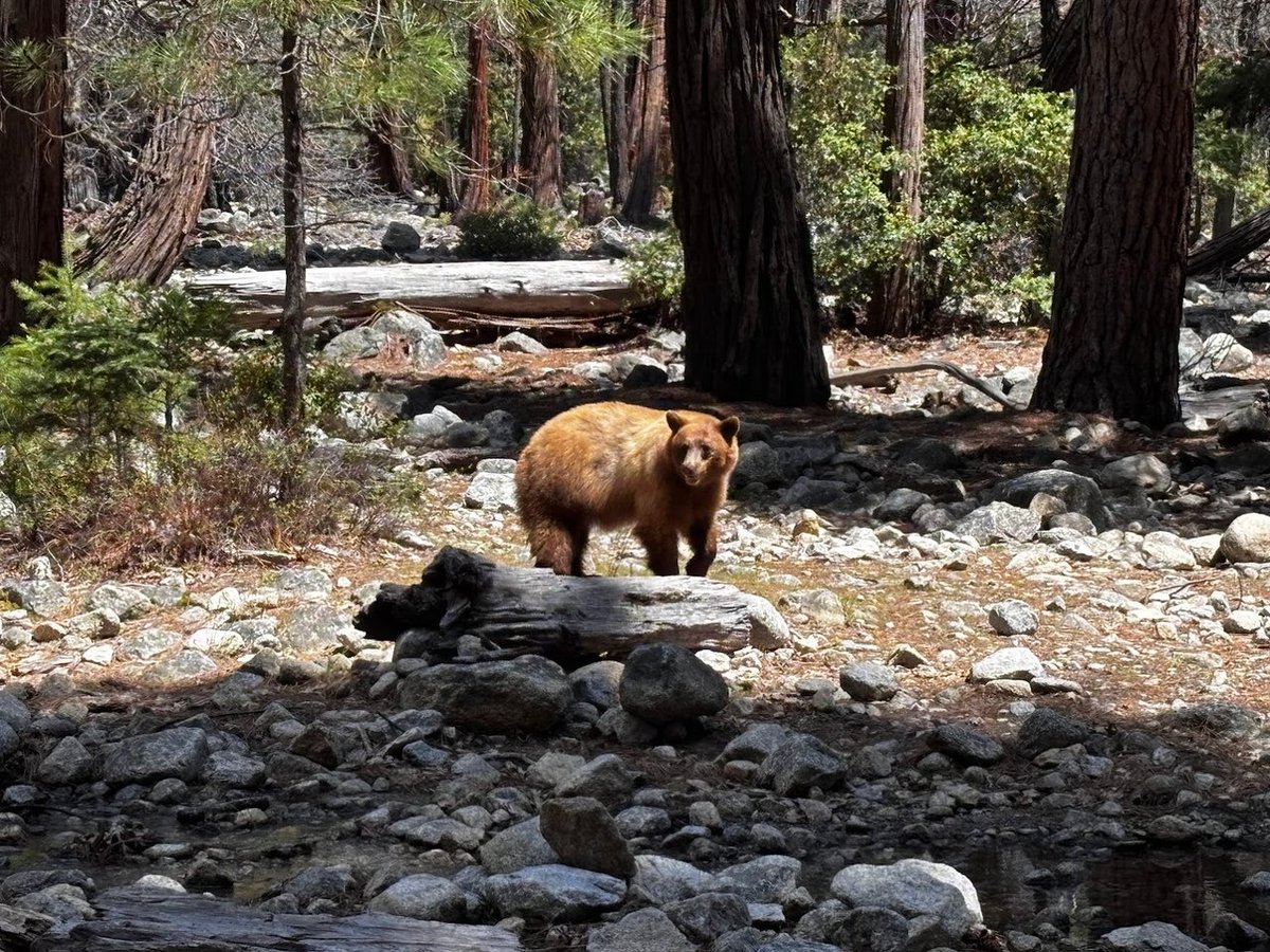 Park Narodowy Yosemite, Wodospad Yosemite i Jezioro Lustrzane.
peakd.com/hive-191315/@k…