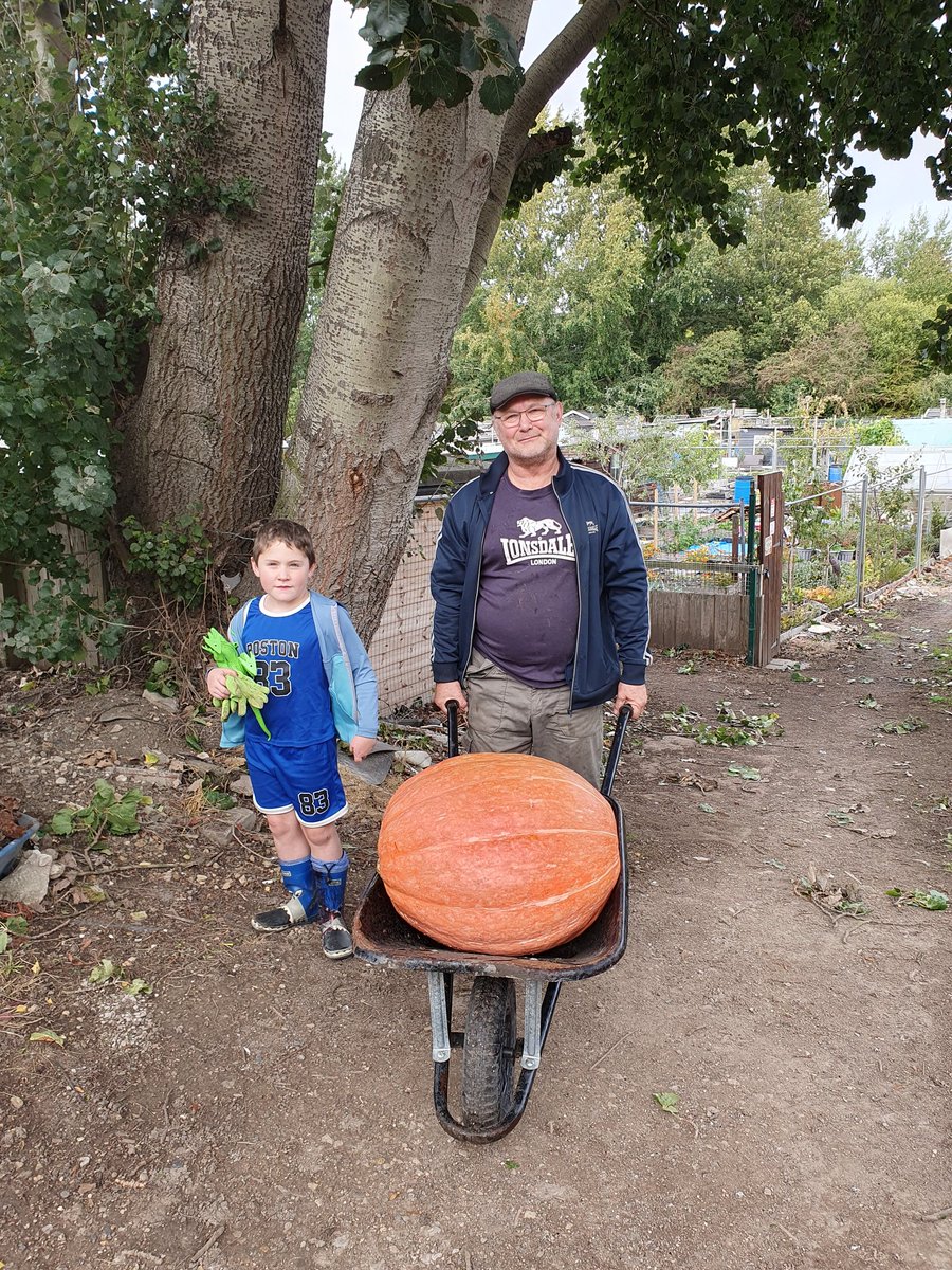 My pumpkins, were that HUGE, I needed my wheel barrow, to move them!