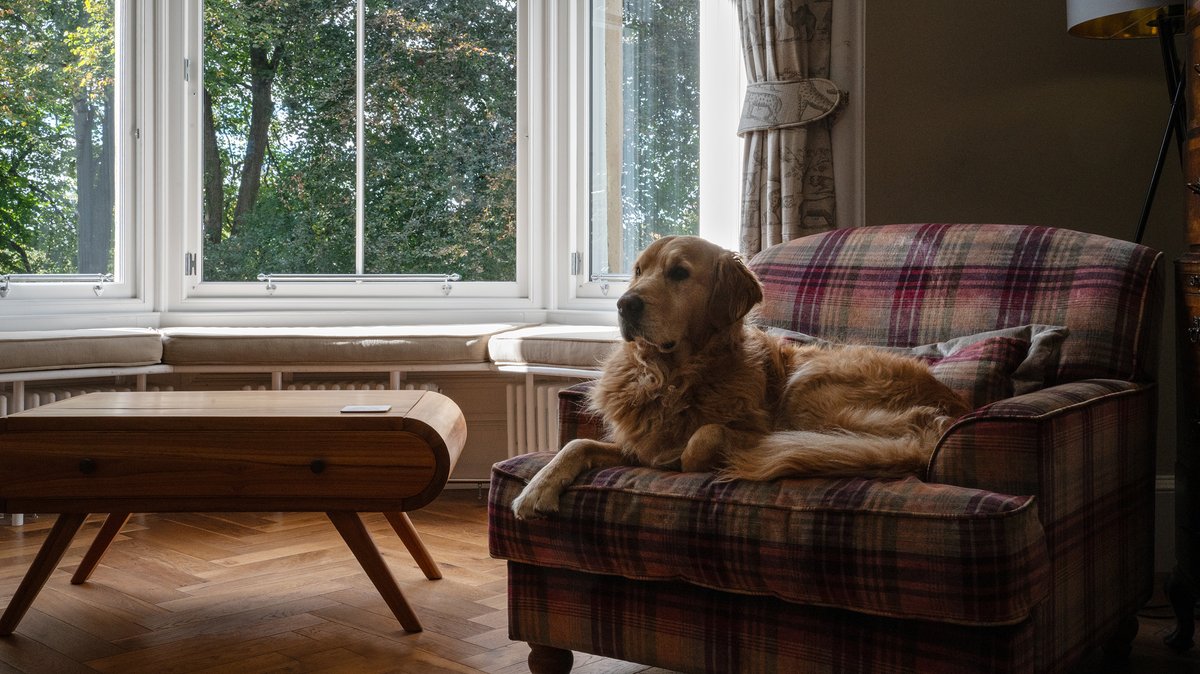 mwmwindow's tweet image. Phase one complete!  We’ve fitted bespoke timber sash windows in a beautiful West End villa — with help from our furry site supervisors, Chess &amp;amp; Bailey.  Full permissions secured, period charm preserved and energy efficiency upgraded. Phase two coming in 2026! #sashandcasewindows