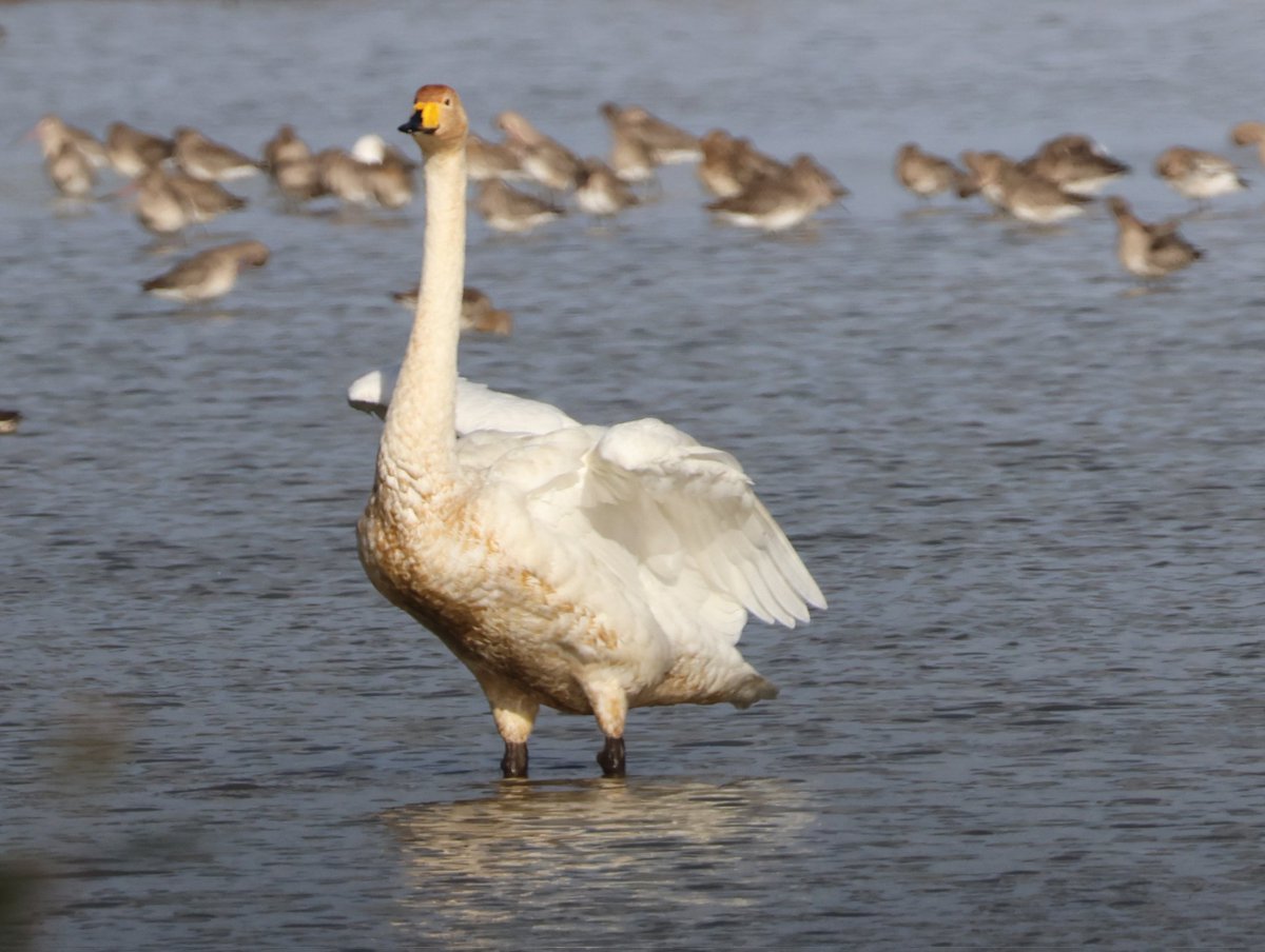 Dr Emma Preece tweet media