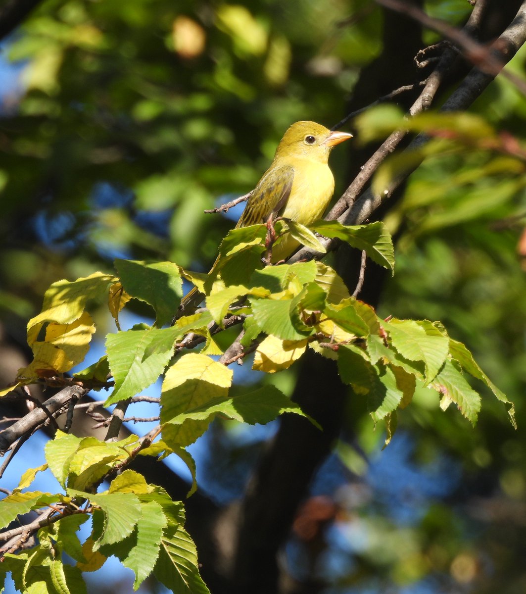 amh11's tweet image. #birdcpp Female Scarlet Tanager on Birding Bob&apos;s Central Park walk today.